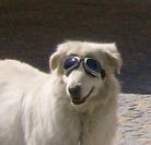 sunglassesdoggie.jpg