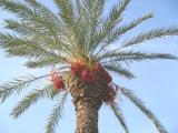 Palme_klein.jpg